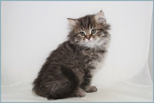 Male Siberian Kitten from Deedlebug Siberians